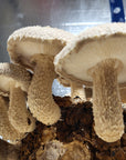 Mushroom Grain Spawn